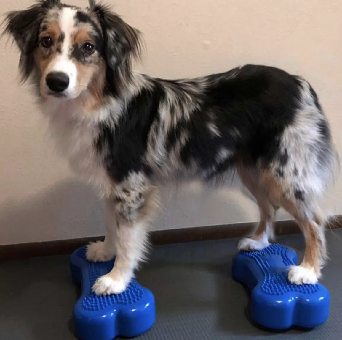 FitPAWS K9 FITbone